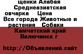 щенки Алабая (Среднеазиатская овчарка) › Цена ­ 15 000 - Все города Животные и растения » Собаки   . Камчатский край,Вилючинск г.